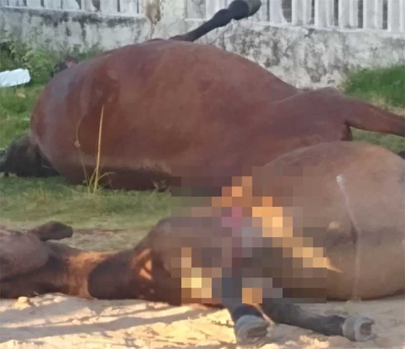 Suspeito de matar cavalos e éguas a tiros no sul da Bahia é identificado
