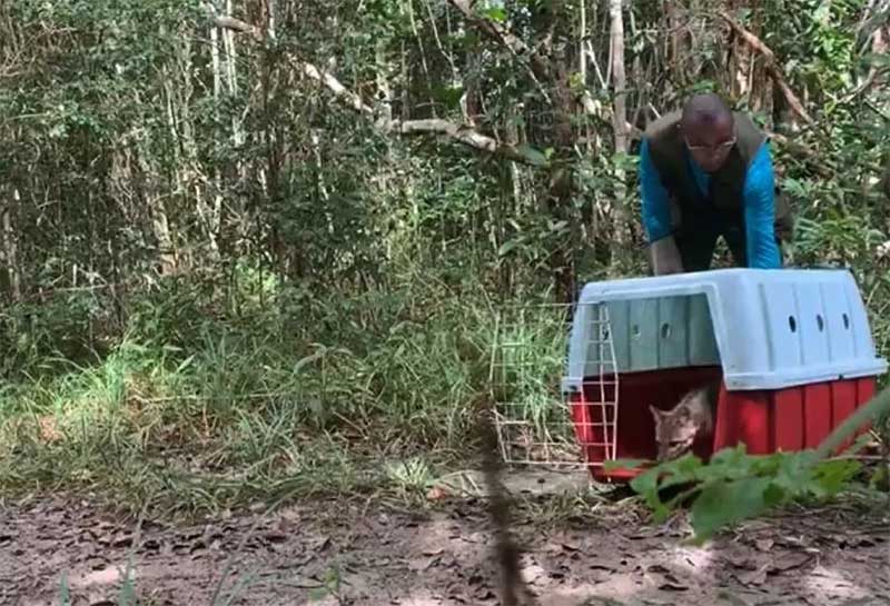 Animais recuperados pelo Cetas Salvador são soltos em reserva na Bahia; VÍDEO