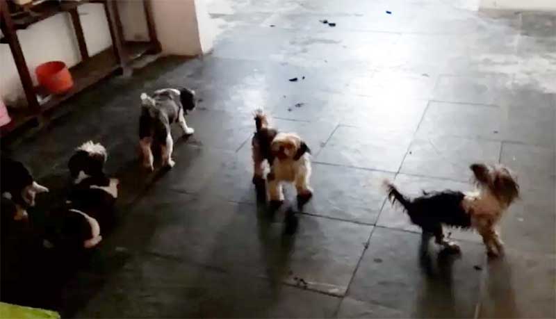 Mulher é levada para delegacia em Salvador (BA) após denúncia de maus-tratos contra cachorros