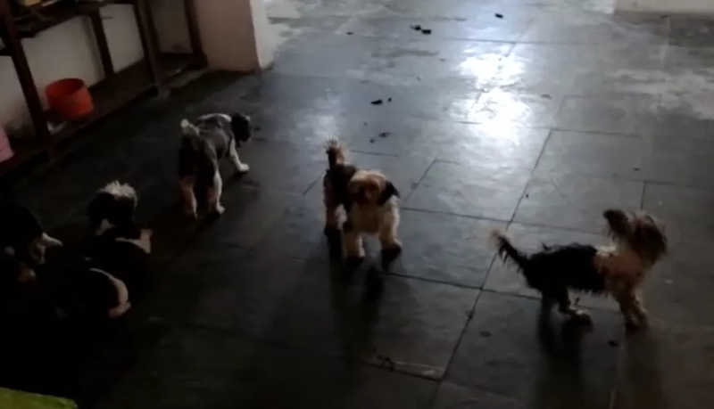 Denunciada por maus-tratos contra cães nega acusação; mulher diz que teve casa invadida e tenta recuperar animais, em Salvador, BA