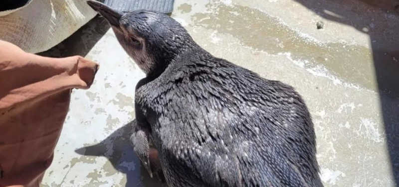 Em seis dias, três pinguins são resgatados nas praias de Salvador, BA