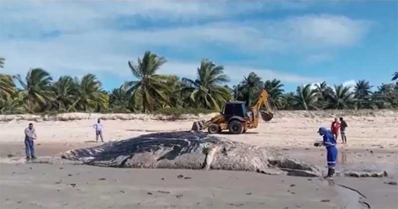 Baleia-jubarte com mais de 13 metros é encontrada morta em praia do sul da Bahia