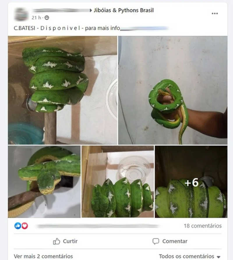 Cobra é anunciada em grupo do Facebook. Foto: Material cedido ao Metrópoles