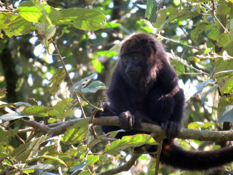 Primatas não transmitem a “varíola dos macacos”