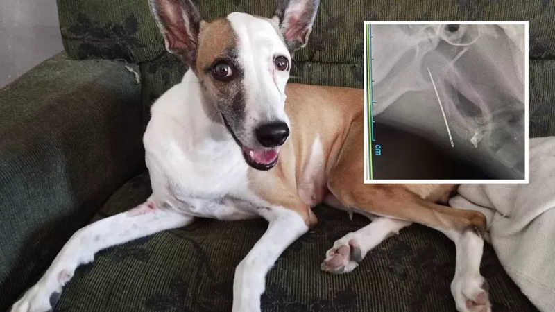 Cadela engole agulha e tem objeto removido por veterinário — Foto: Arquivo pessoal