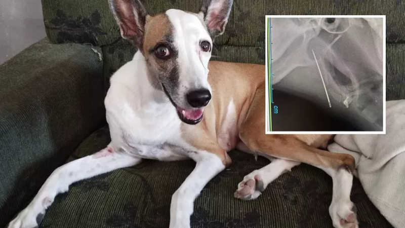 Cadela recusa comida e raio-x revela agulha na mandíbula