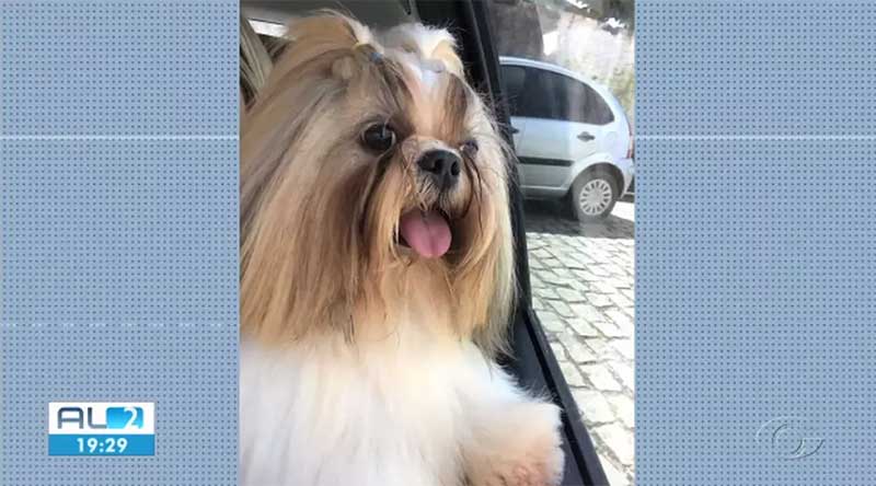 Cachorro é morto em Maceió durante tosa em clínica veterinária — Foto: Reprodução/ TV Gazeta