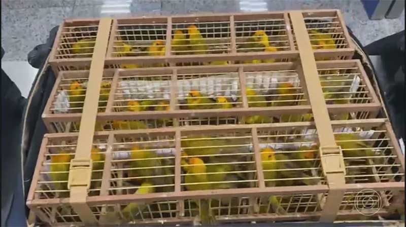Aumentam apreensões de canários-da-terra, uma das espécies mais traficadas no Brasil