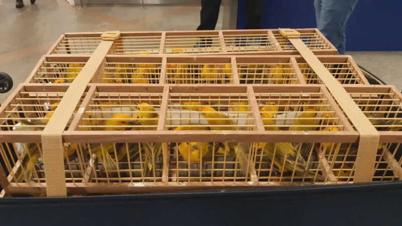 Pássaros apreendidos em mala de passageiro no Aeroporto de Brasília — Foto: Divulgação/Receita Federal