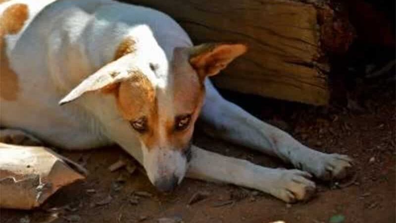 Maus-tratos: mais de 150 animais são resgatados de imóvel abandonado em Brazlândia, DF
