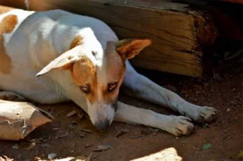 Maus-tratos: mais de 150 animais são resgatados de imóvel abandonado em Brazlândia, DF