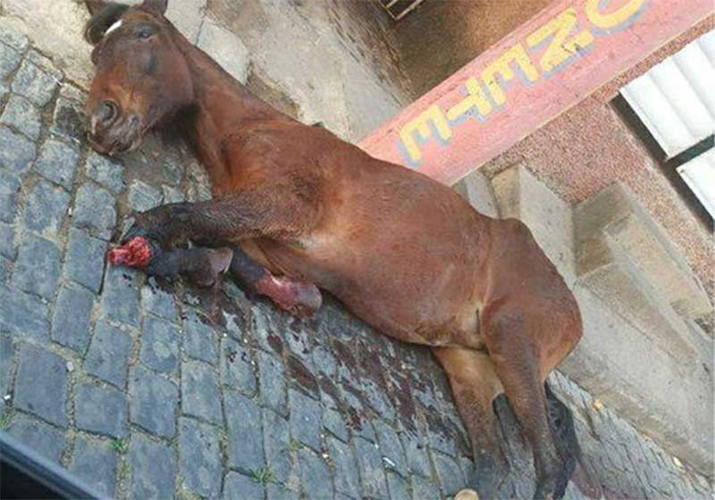 Tutor de égua ferida será indiciado, mas nega abandono, em Guaçuí, ES
