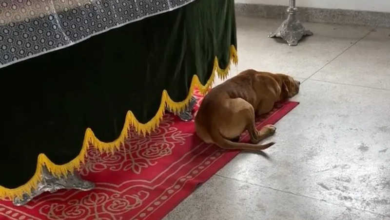 Cachorro invade velório e viraliza após deitar ao lado de caixão do tutor