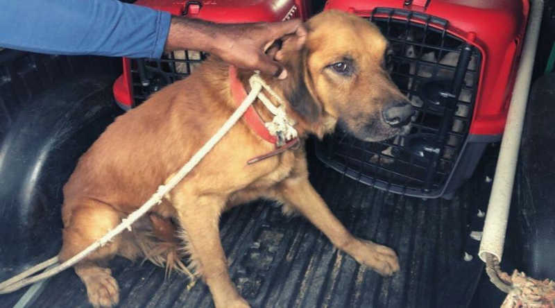 Três cães vítimas de maus-tratos são resgatados em Vila Velha, ES