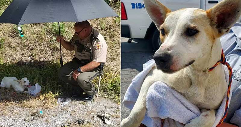 Policial protege cachorrinha machucada do sol escaldante e cena conquista a web