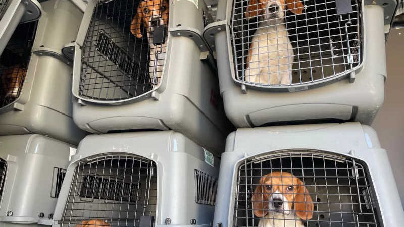 Beagles foram resgatados de local de reprodução de cães que tinha violado inúmeras leis dos EUA — Foto: Divulgação/Homeward Trails Animal Rescue