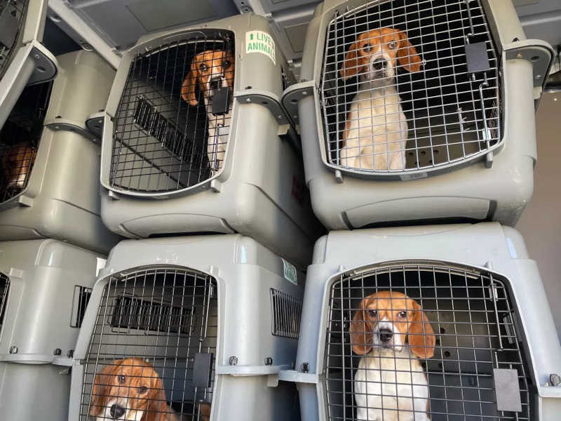 4 mil beagles são resgatados de local de reprodução de cães nos EUA