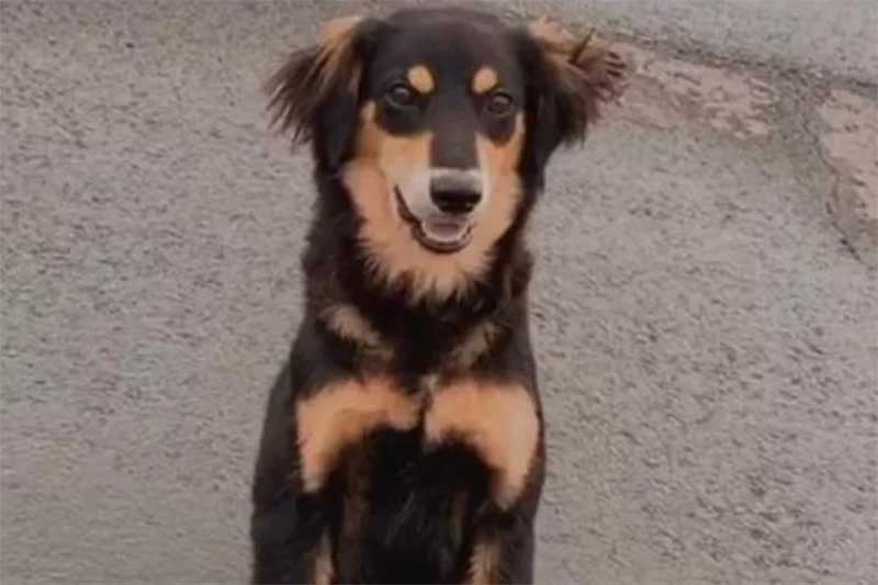 Motorista persegue e mata cachorro a tiros em Anápolis, GO