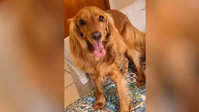 Homem é suspeito de ter matado cachorro da namorada por ciúmes da relação dela com animal, em Goiânia, GO