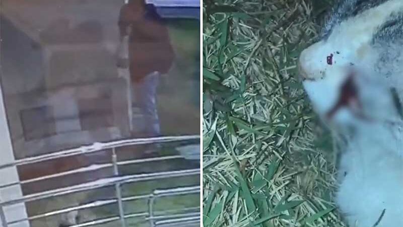 Homem é filmado atirando pedra em gata com estilingue em Jataí, GO; vídeo
