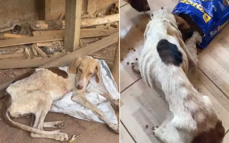 Polícia resgata cachorros que sofriam maus-tratos e se alimentavam de animal morto, em Nazário, GO; VÍDEO