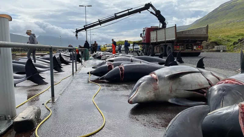 Imagens fortes: massacre de golfinhos volta a chocar nas Ilhas Faroé