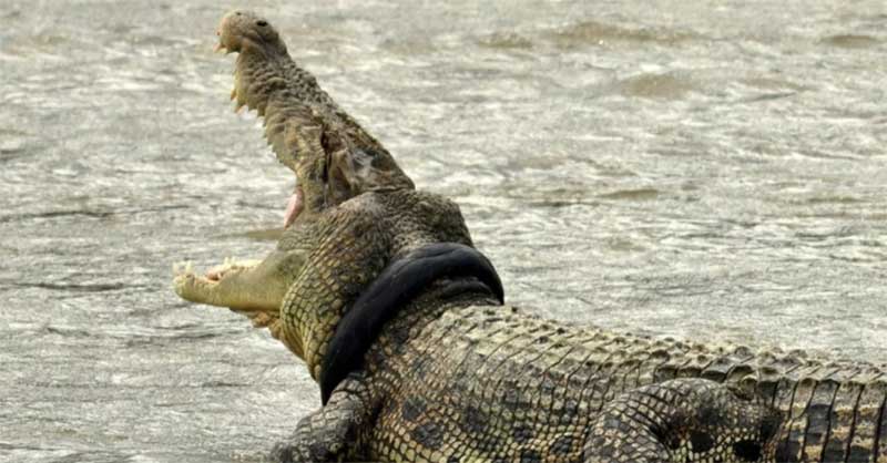 Arrisca a vida para libertar crocodilo com pneu preso no pescoço há seis anos; FOTOS