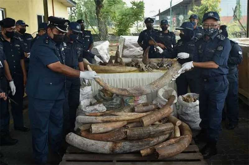 Presas de elefante, escamas de pangolim e ossos de tigre. Malásia apreende seis toneladas de partes de animais traficadas