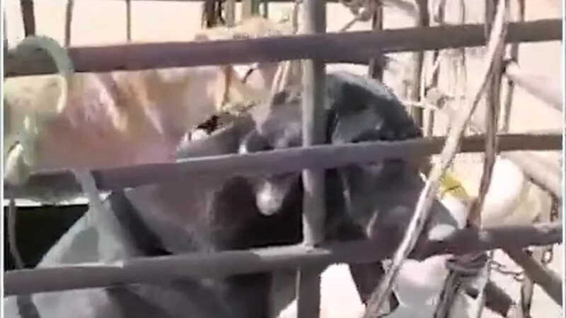 Moradores denunciam casos de maus-tratos a animais em cidade do MA — Foto: Reprodução/TV Mirante