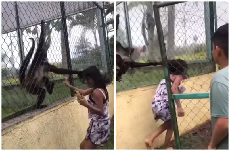 Macaco-aranha ataca visitante após ela bater na jaula do animal; VÍDEO
