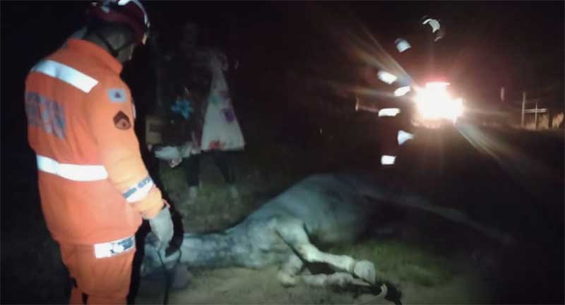 Cavalo fica ferido após cair em mata-burro e precisa ser sedado para resgate em Barbacena, MG