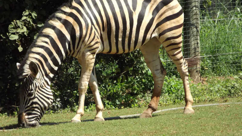 A zebra Mila tinha 19 anos — Foto: Suziane Fonseca/Divulgação