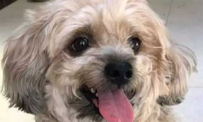 Cachorro de estimação morre após ser atacado por dois cães ‘alugados’