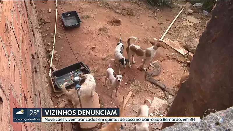 Nove cães vivem trancados em quintal de casa no bairro São Bernardo, região norte de Belo Horizonte, MG
