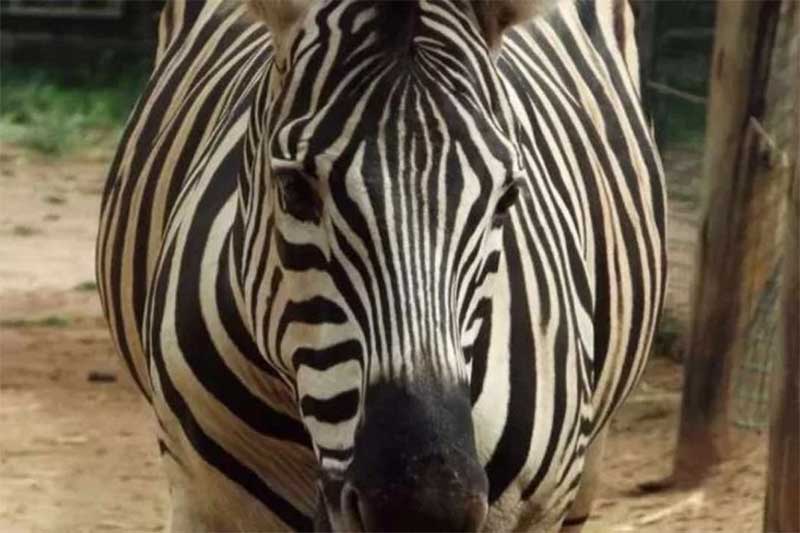 Zebra do zoológico de BH morre após quadro de cólica intestinal