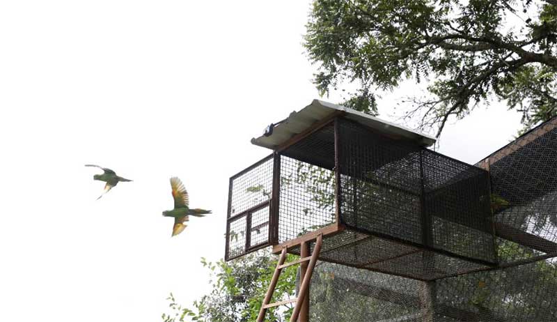 Vídeo: aves resgatadas de cativeiros dão o primeiro voo livre em Brumadinho, MG