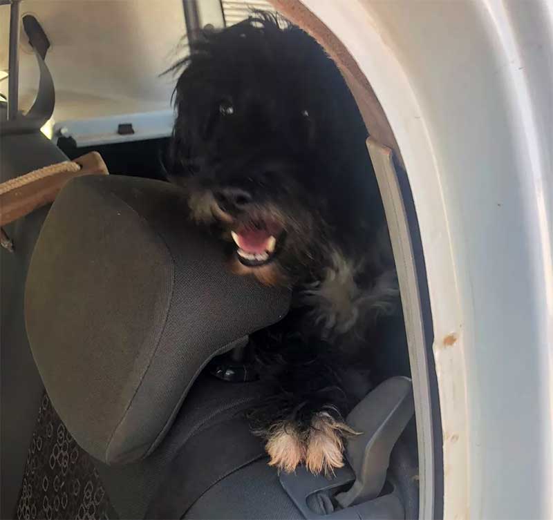 Cão acorrentado, sem água, comida e rodeado por fezes e urina é resgatado pela polícia em Campos Altos, MG; VÍDEO