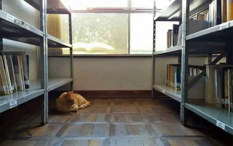 Gato Lelo vivia desde 2018 na biblioteca de Guaxupé — Foto: Rodrigo Ferreira de Souza