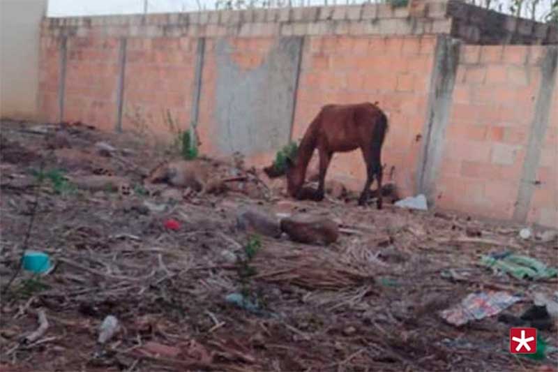 Covardia: moradora filma cavalos presos em lote vago sem água e comida em Luizlândia do Oeste, MG
