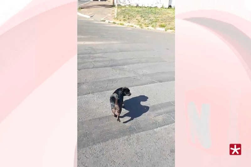 Flagrante: mulher esquece cão na rua e animal quase é atropelado, Patos de Minas, MG