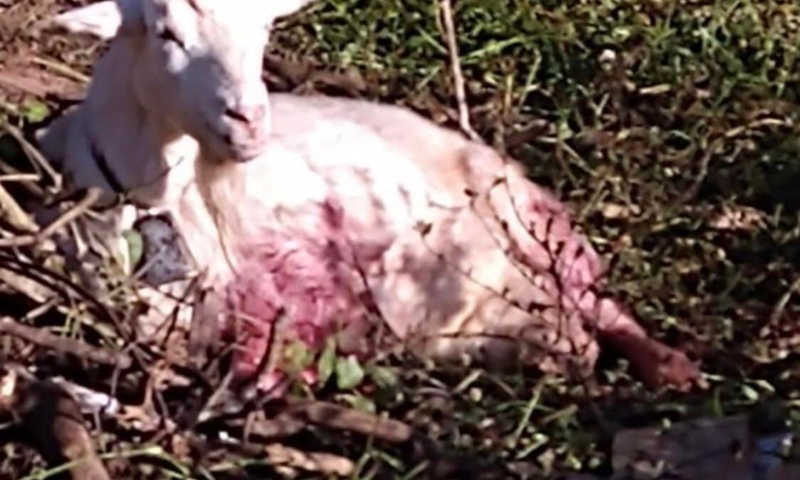 Protetoras de animais de São Lourenço (MG) resgatam cabras que sofriam maus-tratos