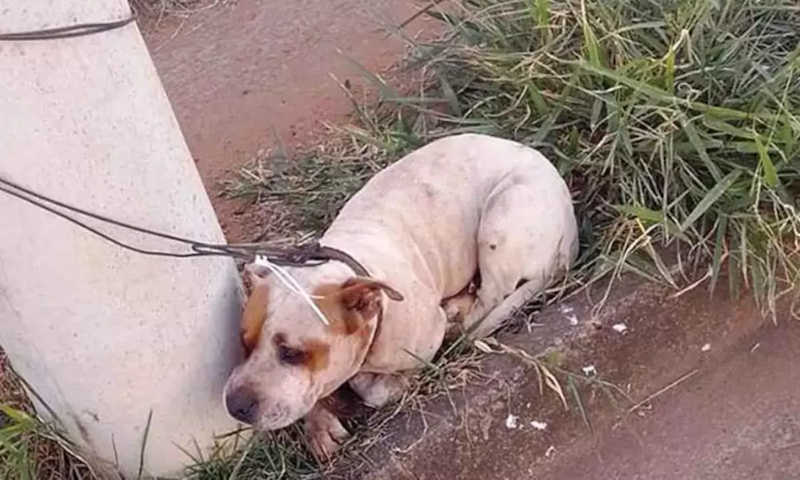 Pit bull é ferido e amarrado em poste após matar outro cachorro em Uberaba, MG