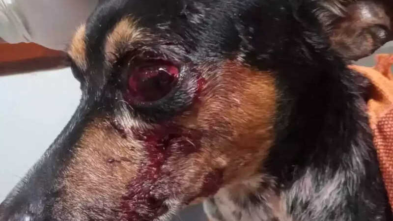 Adolescente tortura e quase arranca olho de cachorro da mãe em Campo Grande, MS