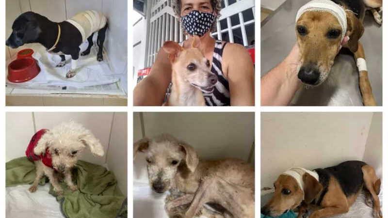 Para cuidar de mais de 240 animais em Campo Grande (MS), ONG Fiel Amigo implora ajuda para sanar dívidas