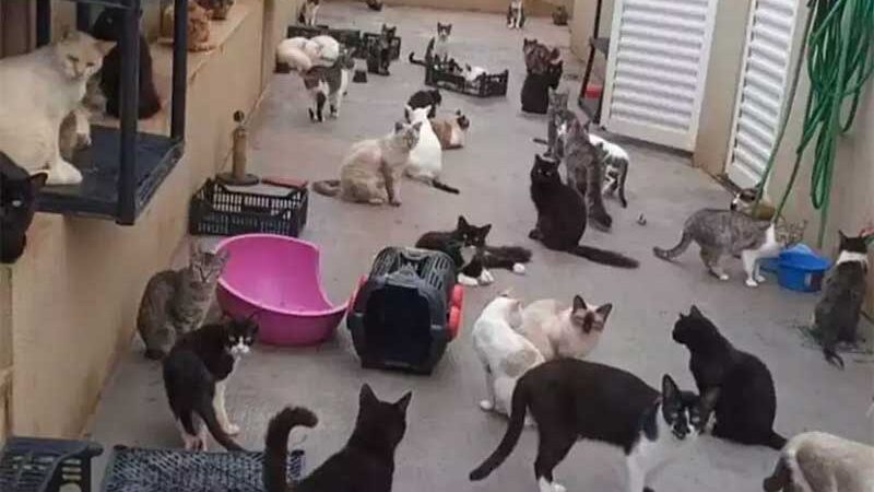 Com castrações restritas, gatos tomam as ruas e superlotam ONG em Campo Grande, MS