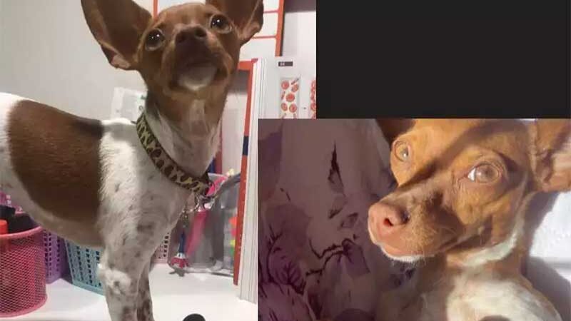 Pet Shop perde cachorro e deixa cliente revoltada no bairro Carandá, em Campo Grande, MS