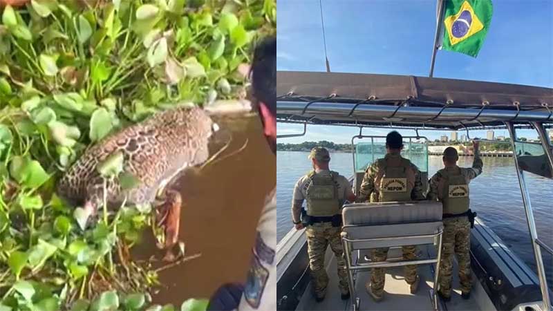 Após corpo de onça ser encontrado em rio, PF inicia operação contra caça ilegal de felinos no Pantanal