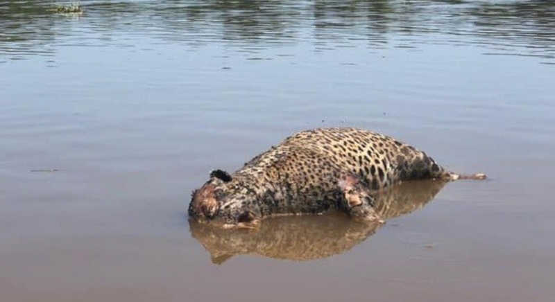 Com tiro na cabeça, corpo de onça é encontrado boiando no Rio Paraguai