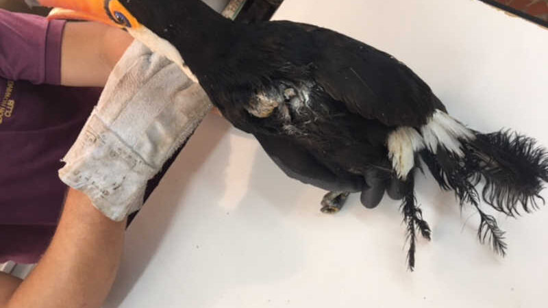 Linha de pipa com cerol já feriu 19 pássaros em Corumbá (MS) neste ano