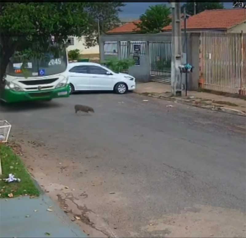 Justiça determina que empresa de transporte público pague R$ 2 mil de indenização para tutor de cadela atropelada em Cuiabá